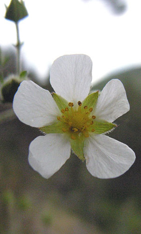 Potentilla rupestris flower