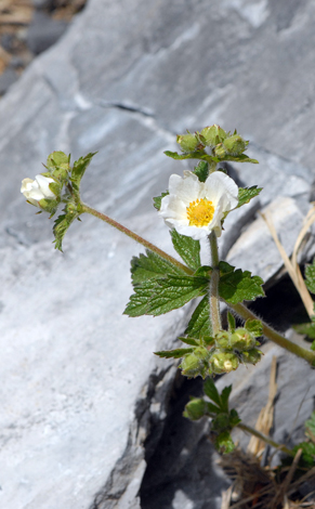Potentilla rupestris Pyrenees close
