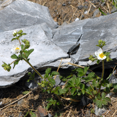 Potentilla rupestris Pyrenees whole