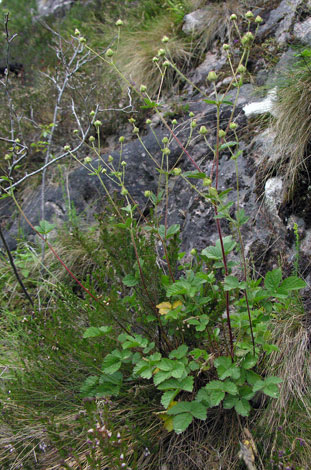 Potentilla rupestris whole