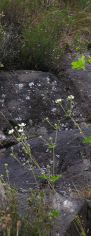 Potentilla rupestris zoom