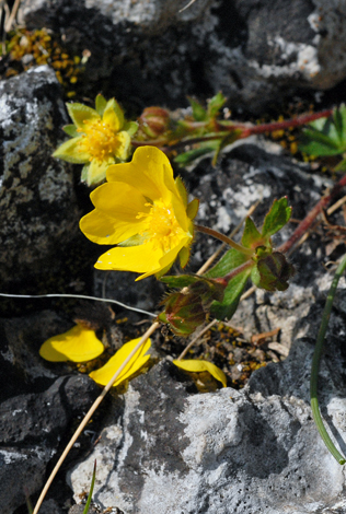 Potentilla tabernaemonatani close