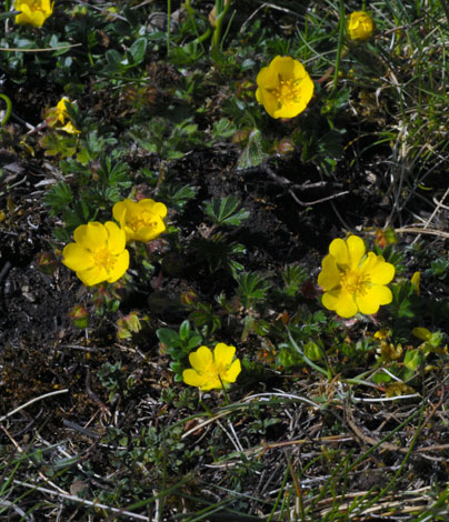 Potentilla tabernaemonatani whole