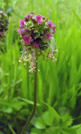 Poterium sanguisorba ssp balearicum flower