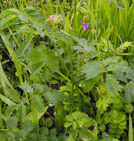 Poterium sanguisorba ssp balearicum leaves