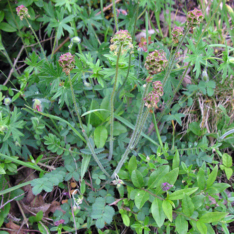 Poterium sanguisorba whole