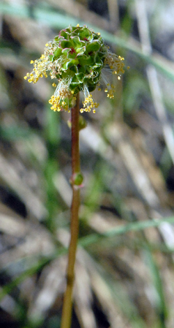 Poterium sanguisorba close