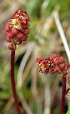 Poterium verrucosum close