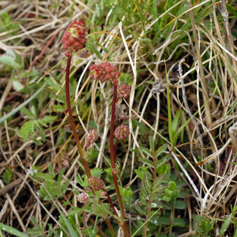 Poterium verrucosum whole