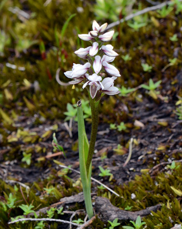 Prasophyllum cucullatum close