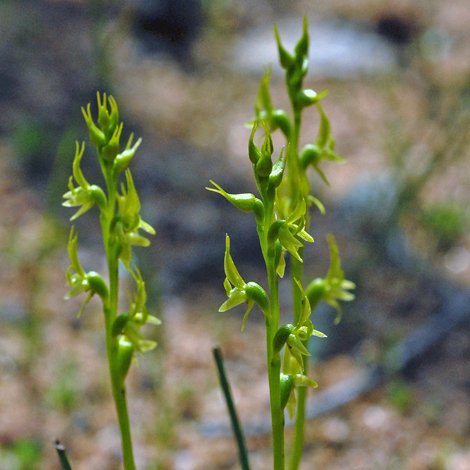 Prasophyllum gracile close