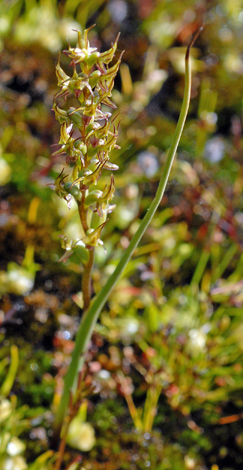 Prasophyllum gracile whole