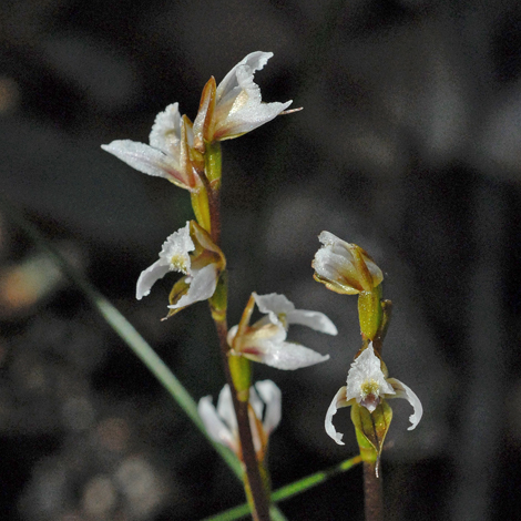 Prsophyllum hians close