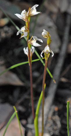 Prsophyllum hians whole