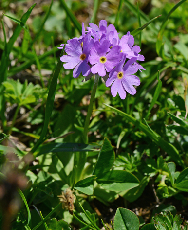 Primula algida close