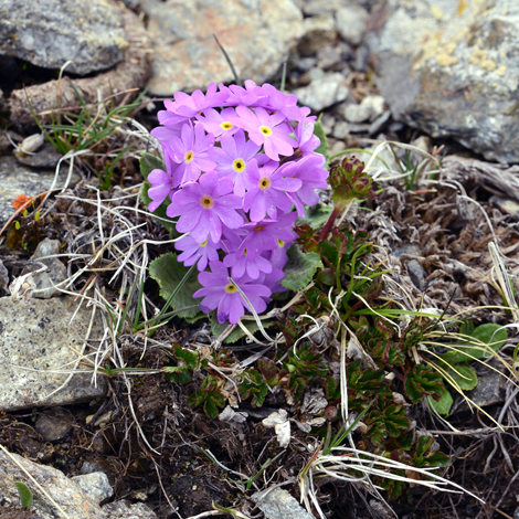 Primula algida whole