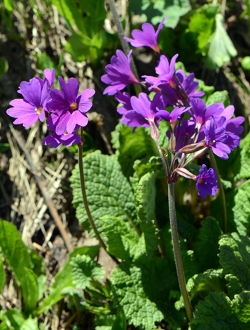 Primyla amoena close