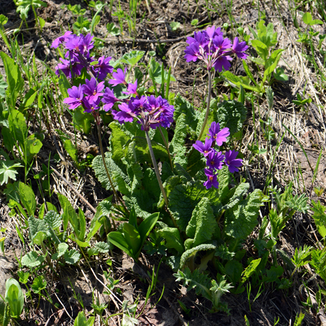 Primyla amoena whole