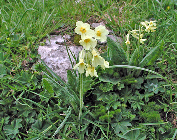 Primula elatior whole