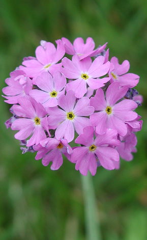 Primula farinosa close