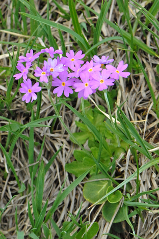 Primula farinosa close