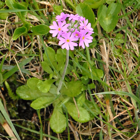 Primula farinosa whole