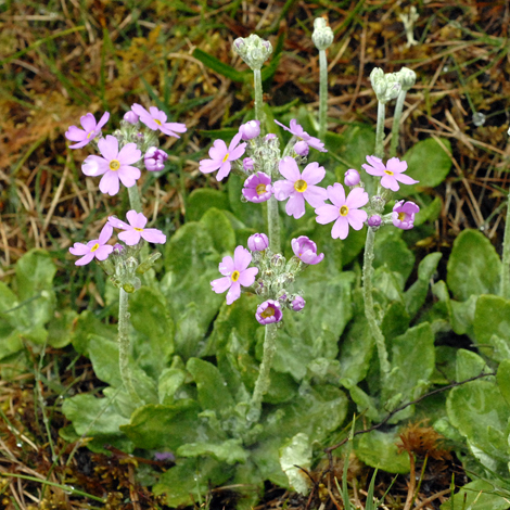 Primula farinosa whole