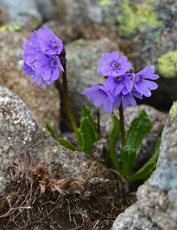 Primula glutinosa close