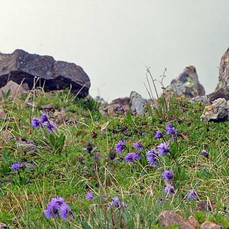Primula glutinosa whole