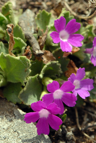 Primula hirsuta close