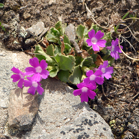 Primula hirsuta whole