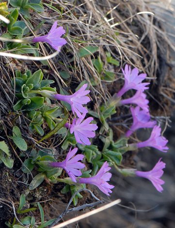 Primula intergrifolia close