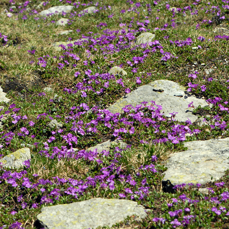 Primula intergrifolia whole