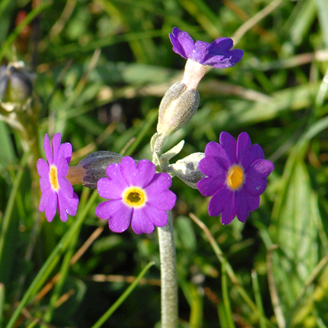 Primula scotica close