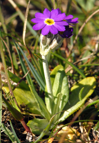 Primula scotica whole