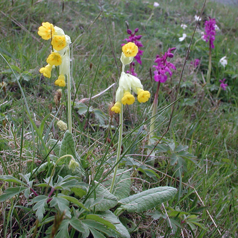 Primula veris close