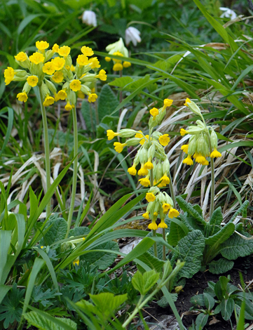Primula veris whole