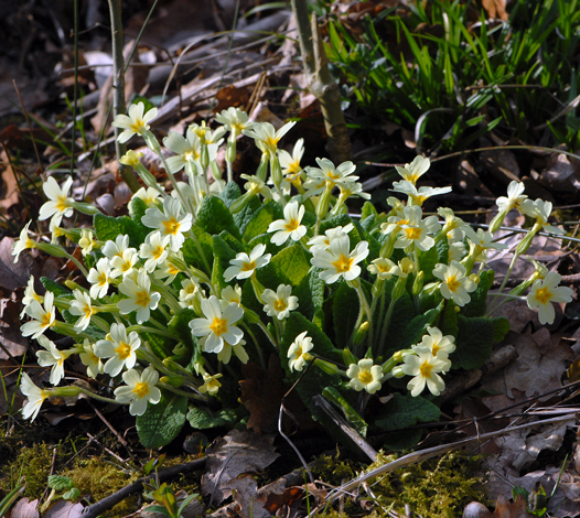 Primula vulgaris whole