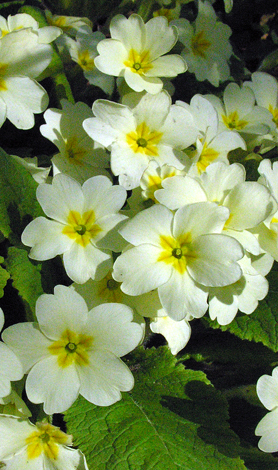 Primula vulgaris close