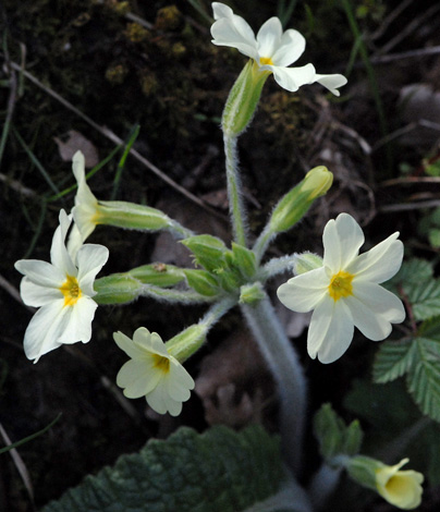 Primula x digenea close