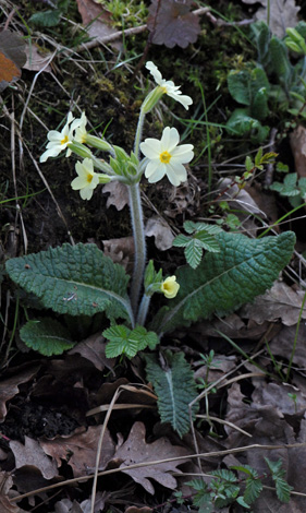 Primula x digenea whole