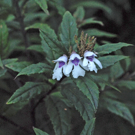 Prosanthera lasianthos