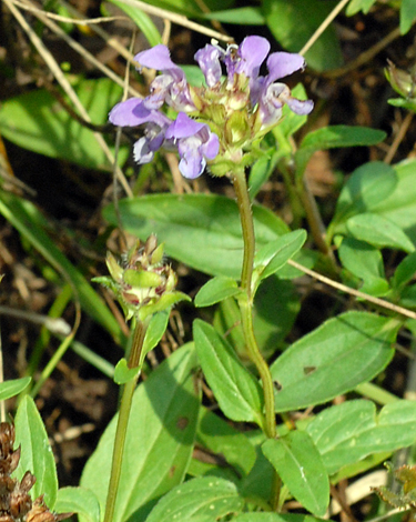 Prunella grandiflora close