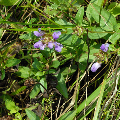 Prunella grandiflora whole