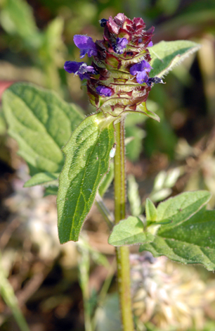 Prunella vulgaris close