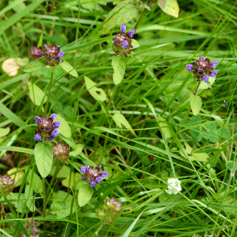 Prunella vulgaris whole