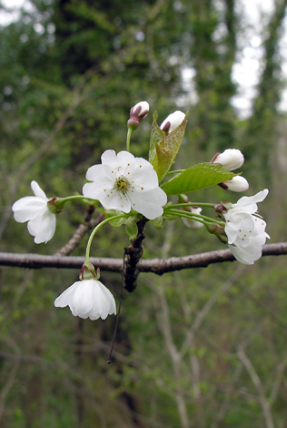 Prunus avium close