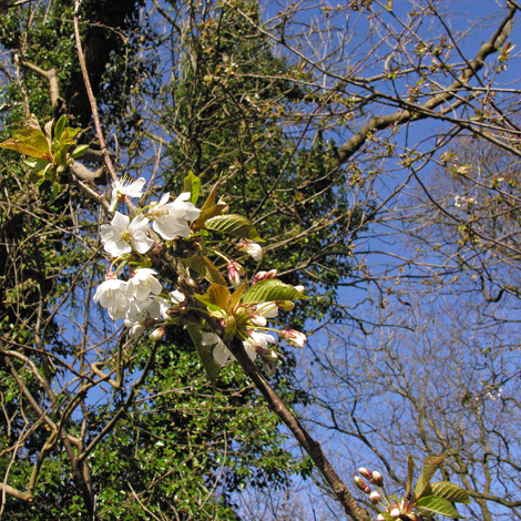 Prunus avium whole