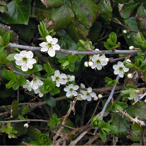 Prunus domestica ssp domestica whole