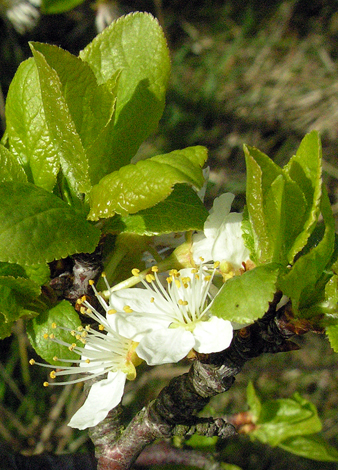 Prunus domestica ssp domestica close